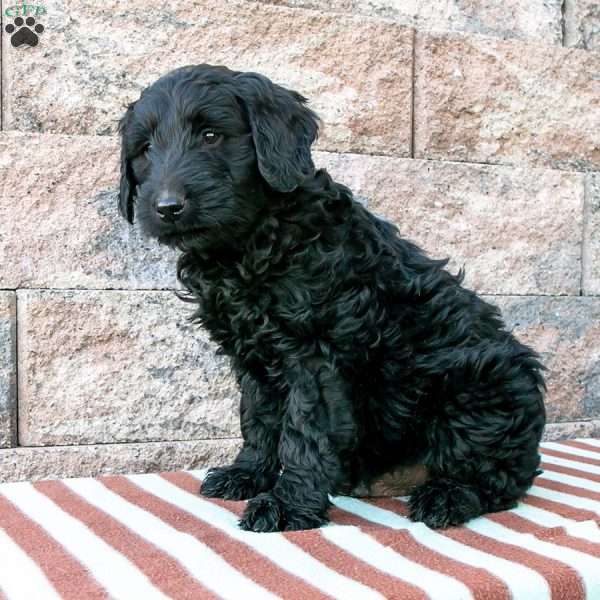 Ray, Goldendoodle Puppy